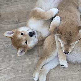 Shiba Inu Puppies from Diwasou