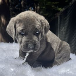 Turquoise - Gray brindle female Cane Corso puppy in Pollock Pines, California from Capitol City Cane Corso