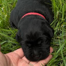 Ripple - Black female Labrador Retriever puppy in Taylors, South Carolina from Spring Water Labs of the Carolinas