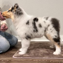 Collie Puppies from Verterra Collies