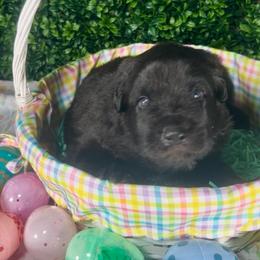 Falcon - Black male Shiloh Shepherd puppy in Griffin, Georgia from Orchard Hills Shilohs