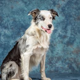 Sue - Border Collie