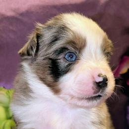 Crystal Gayle - Blue merle female Toy Australian Shepherd puppy in Shepherd, Texas from GAMALA Farm & Kennels