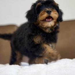 Porsche - Black and tan female Cavapoo puppy in Queen Creek, Arizona from Dulcito Doodles