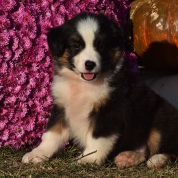 Austin Jane - Black tri Miniature Australian Shepherd puppy in Redfield, Kansas from CY Ranch Aussies