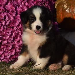 Austin Jane - Black tri Miniature Australian Shepherd puppy in Redfield, Kansas from CY Ranch Aussies