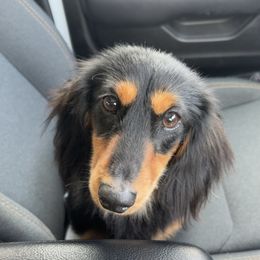 Rosco - Dachshund