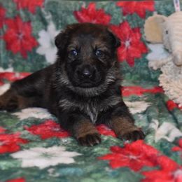 German Shepherd Puppies from Anderson German Shepherds LLC