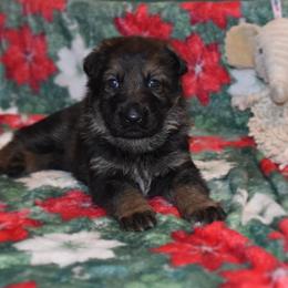 German Shepherd Puppies from Anderson German Shepherds LLC