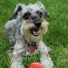 Miniature Schnauzers from Canteranos pups