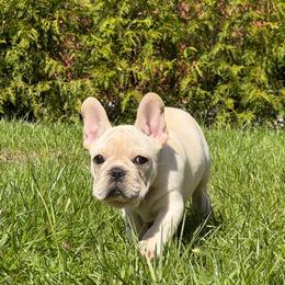 Wesley - Cream male French Bulldog puppy in Franklin, Vermont from Ranch Royale