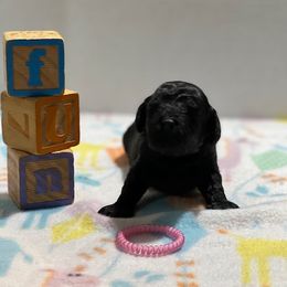 "Latta  (black female)" Poodle Puppies from Willow Lake Mini Pups