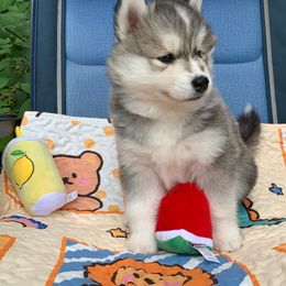 Siberian Husky Puppies from Canace Siberians