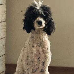 Tesni - Poodle
