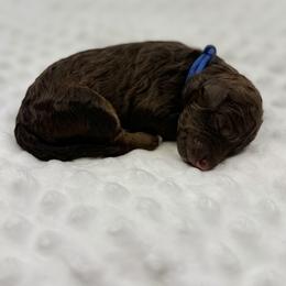 Pop - Sable male Bernedoodle puppy in La Plata, Maryland from Serenity Creek Doodles
