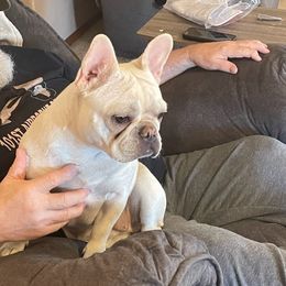 French Bulldogs from WYOKIE Frenchies