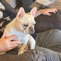 French Bulldogs from WYOKIE Frenchies