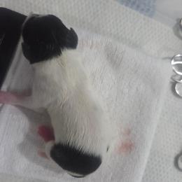 Boy 2 - White black and tan male Toy Fox Terrier puppy in Conway, South Carolina from Bee'Em Sea Kennel