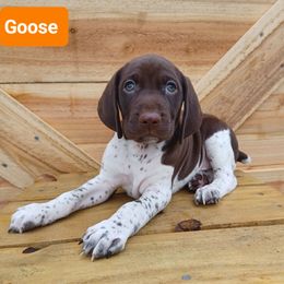Goose - Liver and white male German Shorthaired Pointer puppy in Elberta, Alabama from Old Orchard Farm