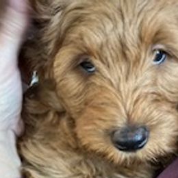 Carly - Goldendoodle puppy from Coppers Mountain Goldendoodles