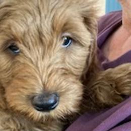 Carly - Goldendoodle puppy from Coppers Mountain Goldendoodles