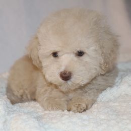 Poodle Puppies from Pawsh Petites