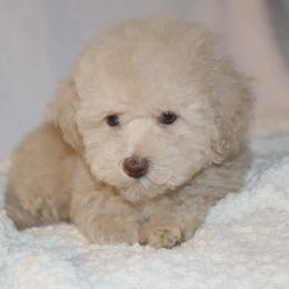 Poodle Puppies from Pawsh Petites