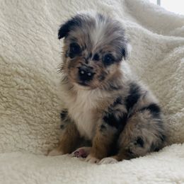 Australian Shepherd Puppies from Australian Shepherds of Rising Moon Acres