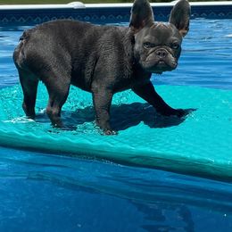 French Bulldog Puppies from Bleu Rock French Bulldogs