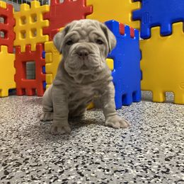 Neapolitan Mastiff Puppies from Consigliere Mastino