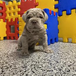 Neapolitan Mastiff Puppies from Consigliere Mastino