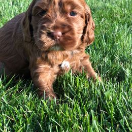 Cockapoo Puppies from Maple’s Cockapoo Puppies