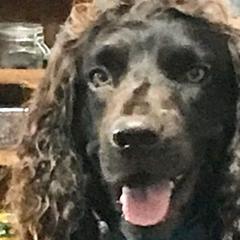 Rip - Boykin Spaniel