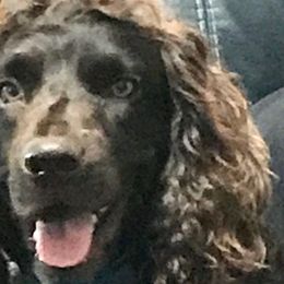 Rip - Boykin Spaniel