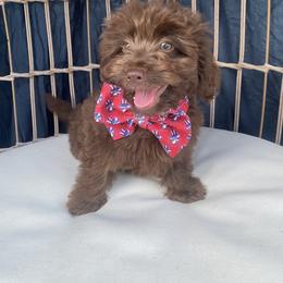 Tex - Red male Aussiedoodle puppy in Knoxville, Tennessee from Legacy Farm