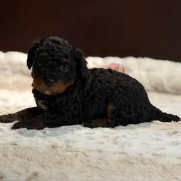 Kol - Phantom male Poodle puppy in Davie, Florida from Dave Poodles