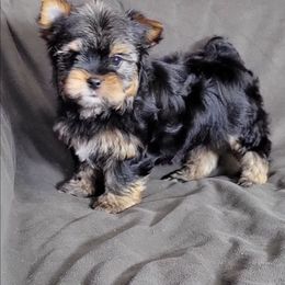 Little Fat Man - Black and gold male Yorkshire Terrier puppy in Middleton, Idaho from Rocky Mountain Yorkies