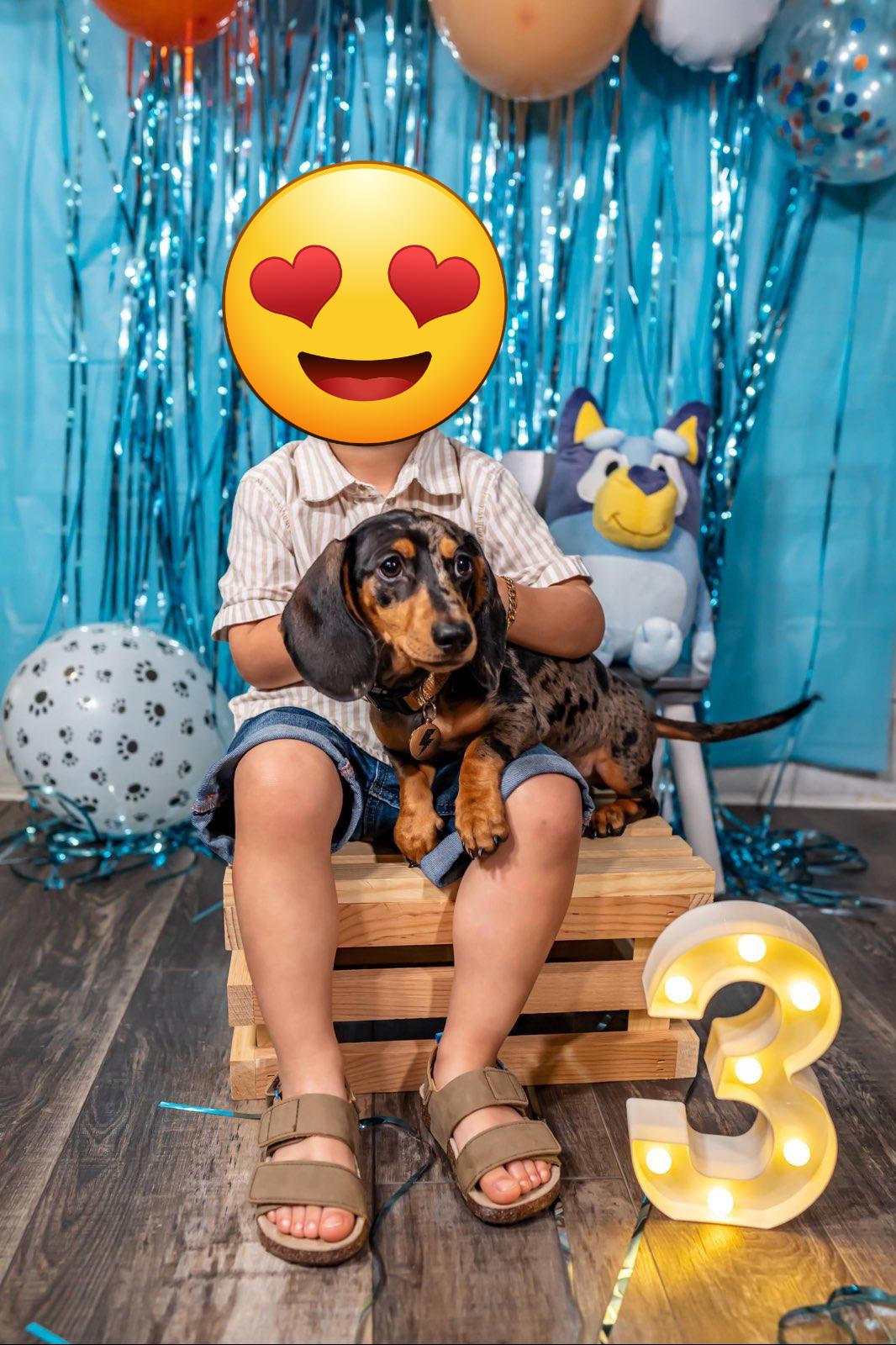 Dachshund Puppies from House of Slinkys