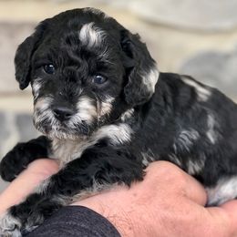 Cavapoos from Macy's Pups