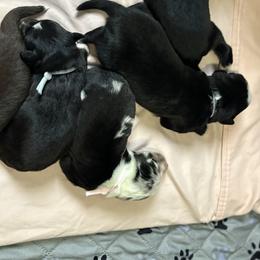 Miniature Australian Shepherd puppies from River Hill Ranch