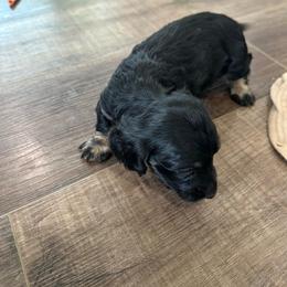 Black and Cream Male 2 - Black and cream male Dachshund puppy in Morristown, Tennessee from Lakeway Farms