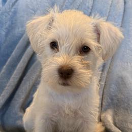 Miniature Schnauzer Puppies from PK Mini Schnauzers