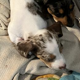 Dachshund Puppies from The Weenie Herd Mom