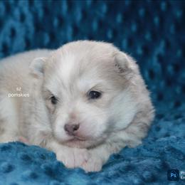 Graham - Merle male Pomsky puppy in Mc Callsburg, Iowa from SZ Rolling Acres LLC
