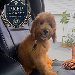 Grant - Prep Academy Graduate - Red  male Goldendoodle puppy in De Land, Florida from Rezapour Doodle Estate