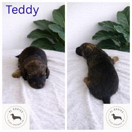 Dachshund Puppies from 4L Doxies