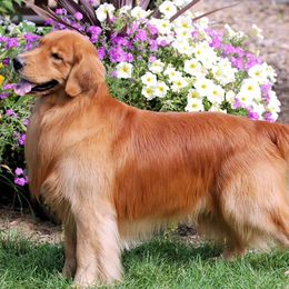 Golden Retrievers from Elmcreek Golden Retrievers and Helping Paws, MN