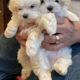 Maltese, Morkie, and Yorkshire Terrier Puppies from Cottonwood Maltese & Yorkies