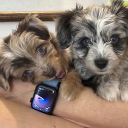 Aussiedoodle Puppies from Kingsden Aussies and doodles