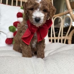 Teddy💙 - Goldendoodle puppy from Doodles Delight PNW